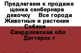 Предлагаем к продаже щенка сенбернара - девочку. - Все города Животные и растения » Собаки   . Свердловская обл.,Дегтярск г.